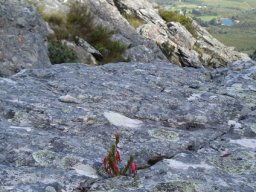 Erica plukenetii no lack of pluck